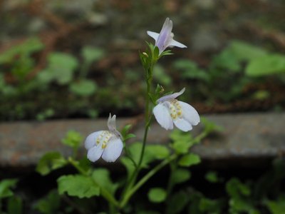 トキワハゼ.jpg (129.04 KiB) 閲覧された回数 4009 回 トキワハゼ