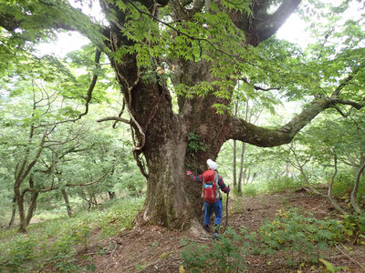 湯の花谷左岸尾根の大トチ