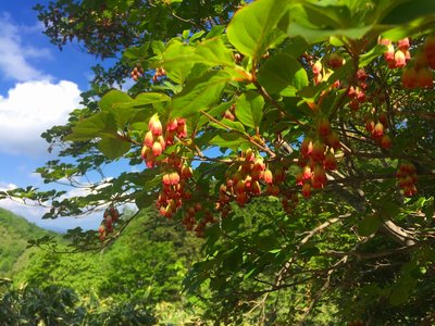 更紗灯台（位山）