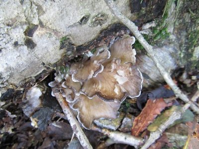 こんなのは大きくなるのかな？