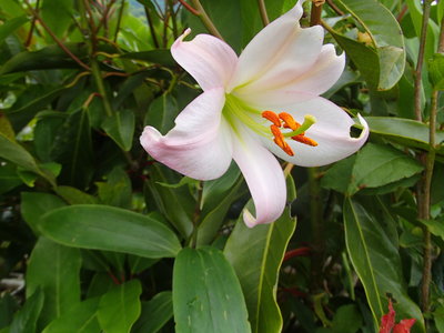 野坂の登りで見つけた今年初物♪