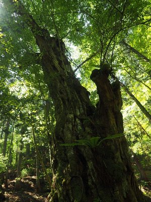 灰野谷の奥のトチノキの巨木