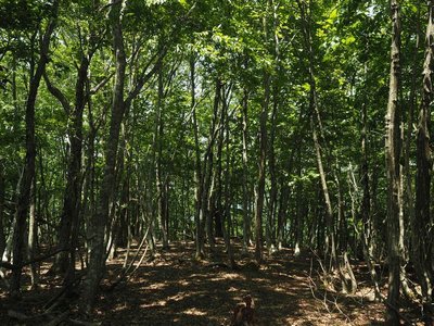 大段谷山の山頂広場