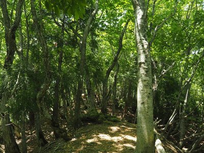 大段谷山への尾根