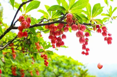 20190605-P6050705.jpg (106.65 KiB) 閲覧された回数 7055 回 宙に浮いた花ひとつ