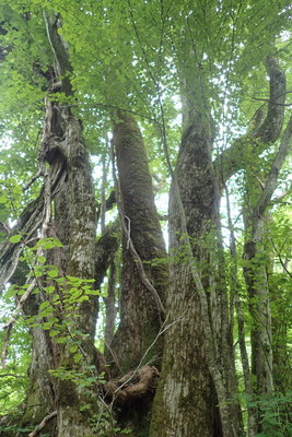 上部の枝振りと葉っぱはカツラそのもの