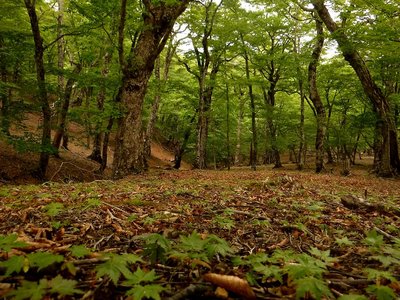 この中の1本でも成長してくれたら世代交代になるのだけれど・・・