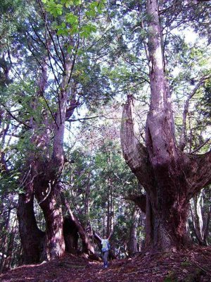 昔に写した芦生杉の巨木たちです。