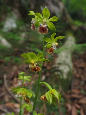 猿面海老根.jpg (124.83 KiB) 閲覧された回数 4040 回 猿面海老根