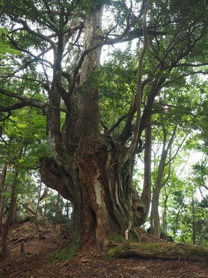 巨樹.jpg