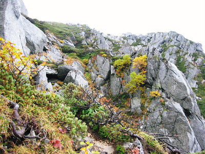 ● 仙涯嶺への岩場、モミジが盛りだった
