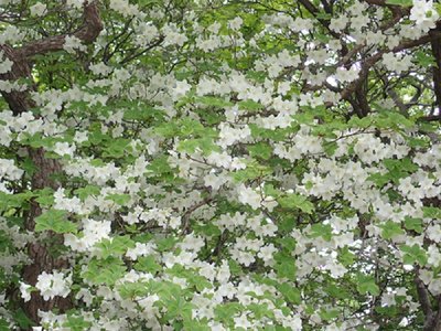 鈴なりとはこれのコトなり