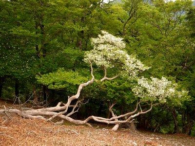後ろも左も花付きが悪いけどシロヤシオだよ。