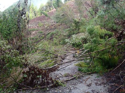 道路に倒れこんだ木々。