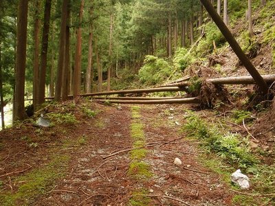 里川西の倒木