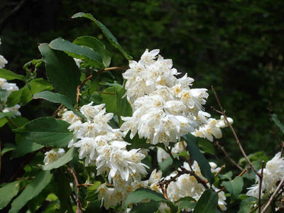 P6130004.jpg (61.23 KiB) 閲覧された回数 3919 回 満開のウツギの花