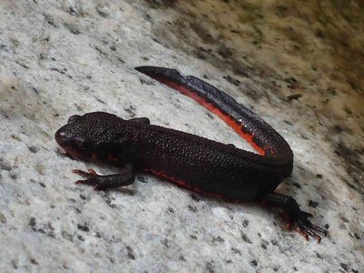 P6130070.jpg (64.4 KiB) 閲覧された回数 3918 回 アカハライモリ