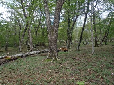 太古の森の被害は軽微。