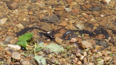 天敵のイモリが集合中