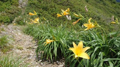 ニッコウキスゲとイブキトラノオ