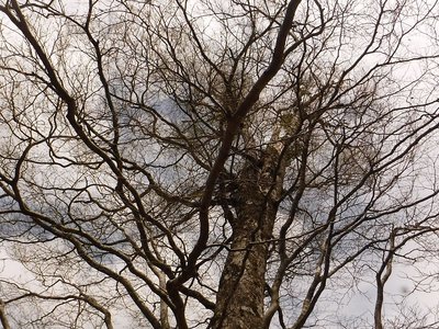 スケルトンにされたブナ。