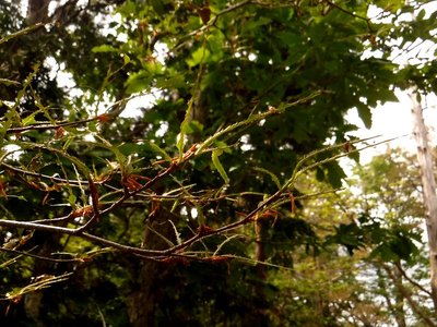 ブナハバチの青虫。