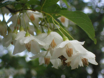 sP6220082.jpg (42.83 KiB) 閲覧された回数 3172 回 エゴノキの花