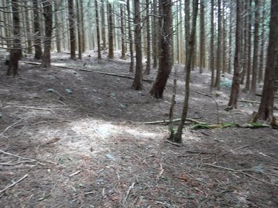 植林の中の開墾地