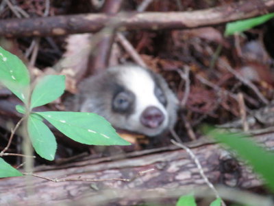 パンダじゃないよ！お子様アナグマ