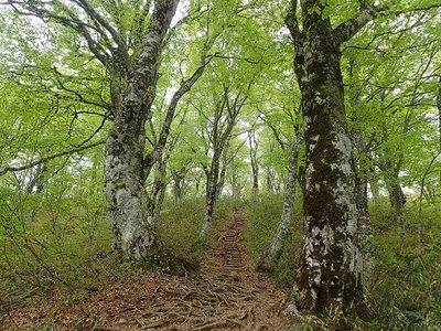 荒島ブナ.jpg (170.77 KiB) 閲覧された回数 4640 回 気持ちのいい新緑が続く