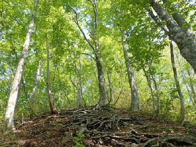 2次林なのか若い木が目立つ