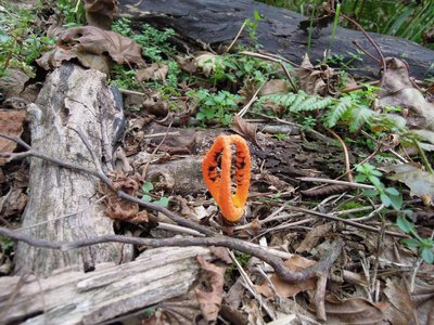 蟹の爪のようなキノコーーサンコタケというらしい