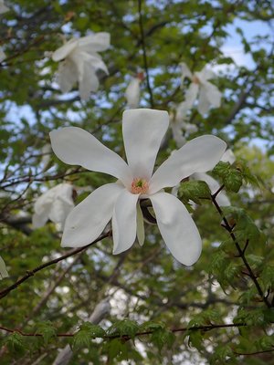 大日タムシバ.jpg (156.07 KiB) 閲覧された回数 3732 回 この季節、どこでもタムシバが元気づけてくれる。一服の清涼剤