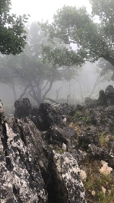 63ED520C-F697-4AD4-B9D9-3FC6D2A5081B.jpeg (166.75 KiB) 閲覧された回数 5059 回 挨拶したのは鹿と猿だけだった