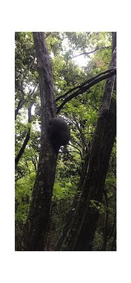 D791F367-5C81-4D3C-A2D5-D05B2C0B54FC.jpeg (109.75 KiB) 閲覧された回数 3940 回 何の巣❓なんだろう