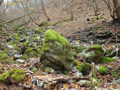 以前のように、頭フサフサになるには何年掛かるだろうか？？