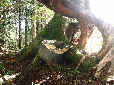 ● 長生きの妙薬キノコ