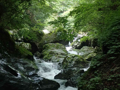 P7310038.jpg (93.73 KiB) 閲覧された回数 1923 回 緑の豊かな渓