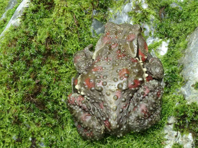 P7310070.jpg (107.32 KiB) 閲覧された回数 1918 回 驚かしてごめん