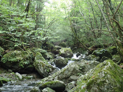 P7310142.jpg (122.99 KiB) 閲覧された回数 1918 回 万歳橋上流の芳醇な森