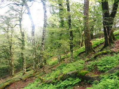 ● ブナ野斜面、あっちえ.コッチエＭｙちゃあん～ 呼べど答えず