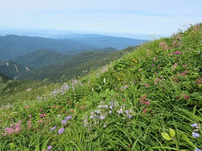 観光新道はお花畑