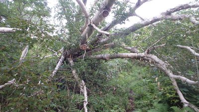 P8100740.jpg (218.24 KiB) 閲覧された回数 2709 回 倒木