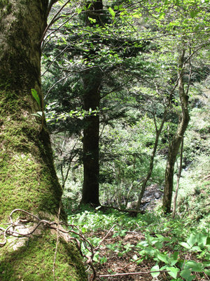 モミノキの大木