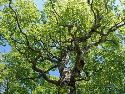 いつまでも続くブナの新緑