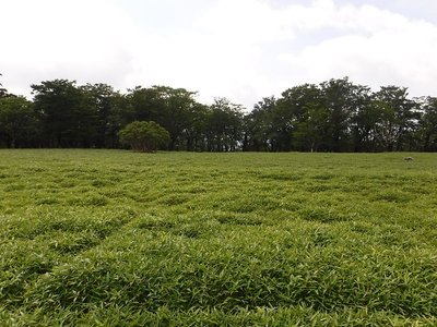 足にまとわりつく笹ヤブを漕ぐのもシンドイだろうな。