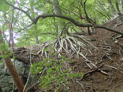 P8210099.jpg (127.21 KiB) 閲覧された回数 2794 回 根性ブナ