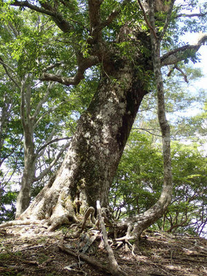 ナンノキ平のミズナラ大木