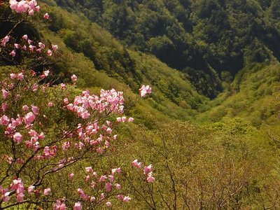 アケボノツツジの岩から見下ろす野江股谷。