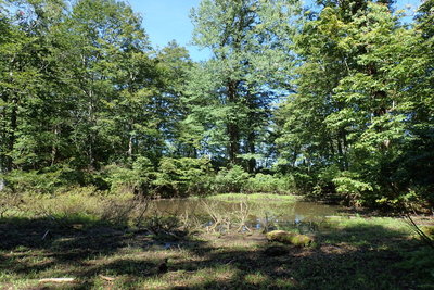 こちらは「婦」の方の池？